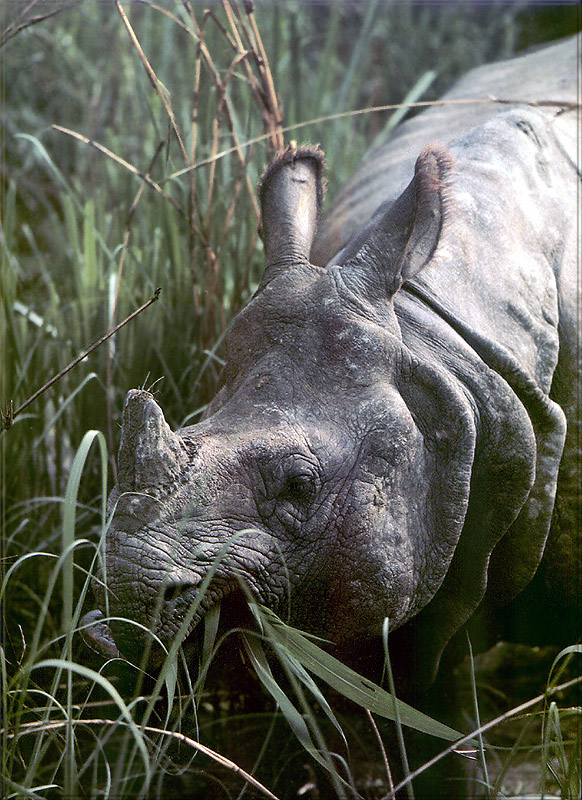 PR-JB097 Sumatran Rhinoceros.jpg