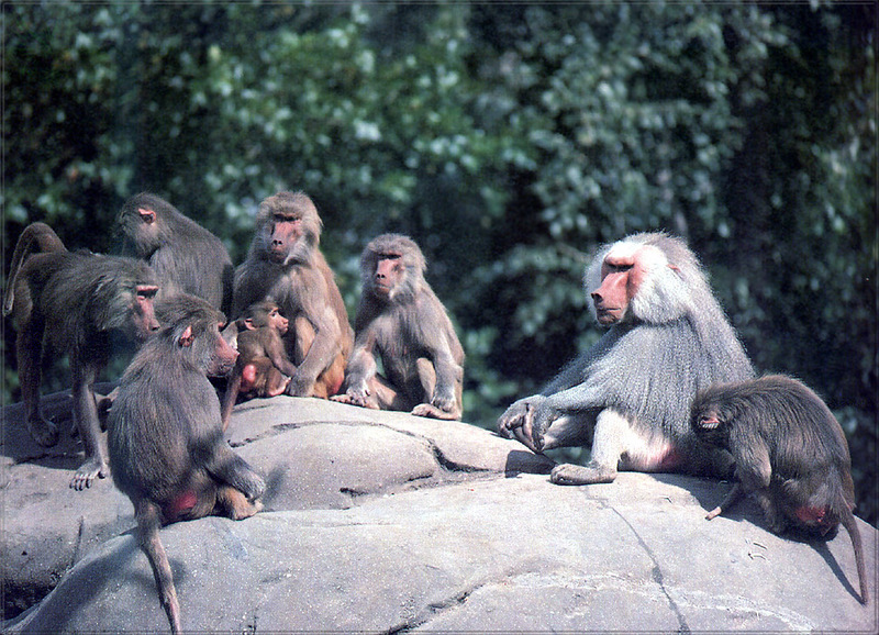 PR-JB100 Hamadryas baboons.jpg