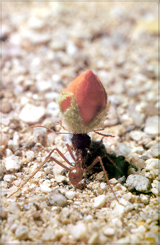 PR-JB115 Harvester ant.jpg
