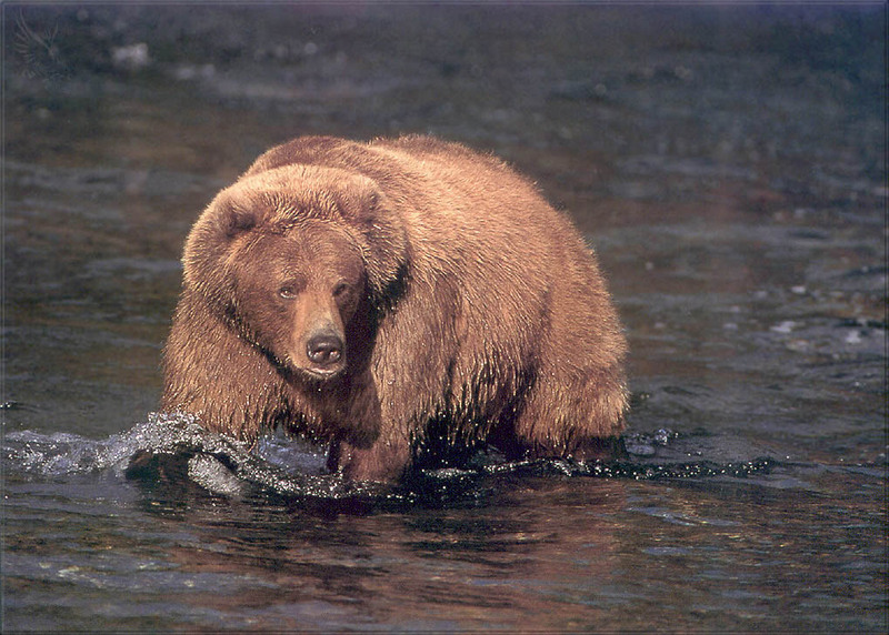 PR-JB142 Alaskan Brown bear.jpg
