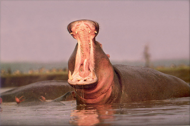 PR-JB156 Hippopotamus.jpg