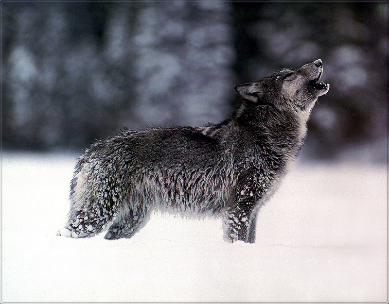 PR-JB158 Gray wolf.jpg