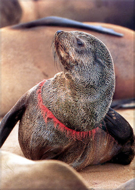 PR-JB171 South African fur seal.jpg