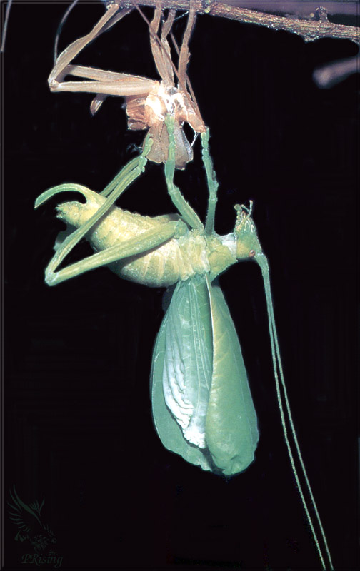 PR-JB173 Leaf-mimic katydid.jpg