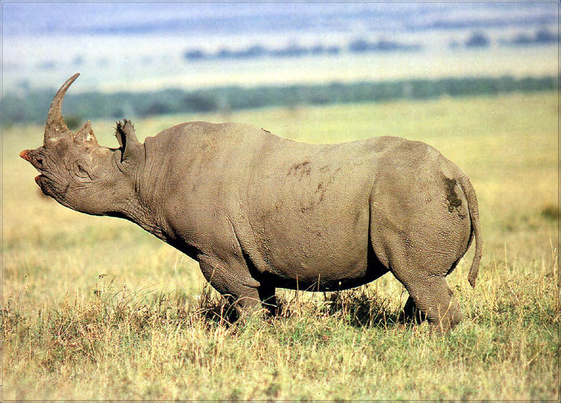 PR-JB176 Rhinoceros.jpg
