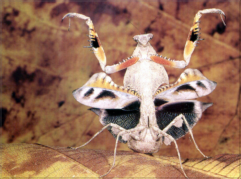 PR-JB198 Dead-leaf mantis.jpg