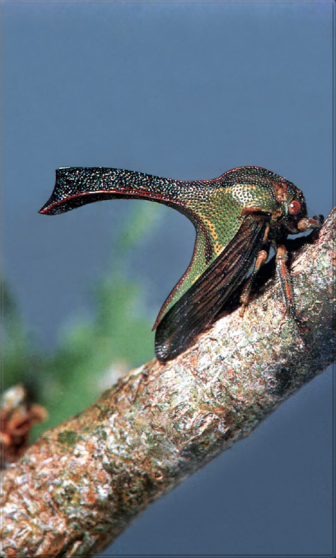 PR-JB203 Locust treehopper.jpg