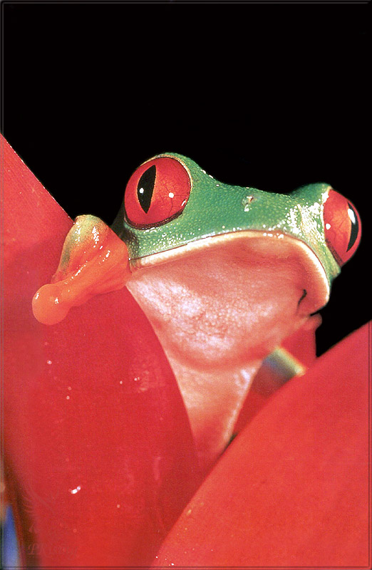 PR-JB210 Red-eyed tree frog.jpg