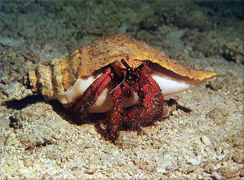PR-JB211 Hermit crab.jpg
