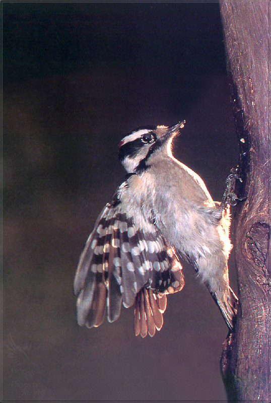 PR-JB222 Downy Woodpecker.jpg