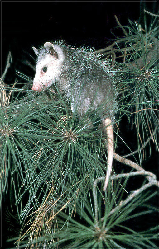 PR-JB228 Opossum.jpg