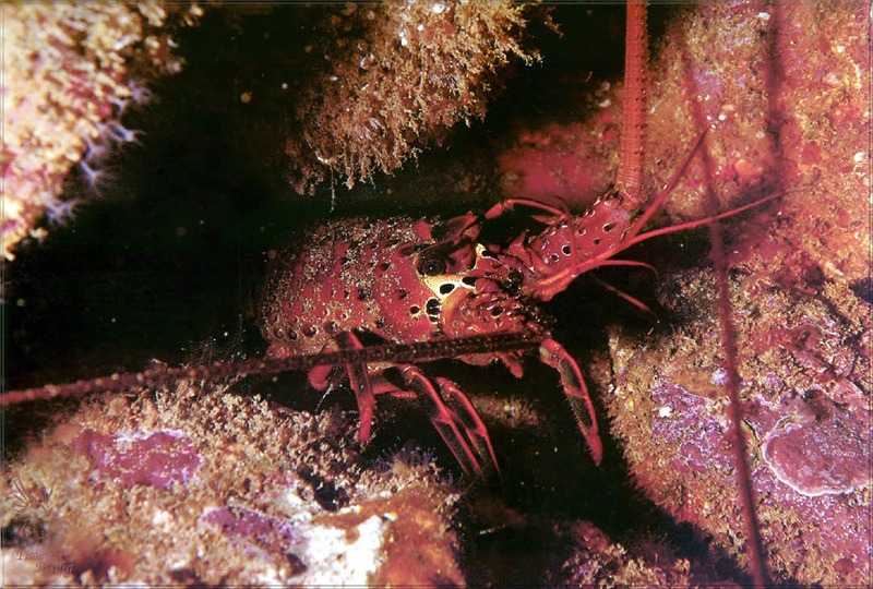 PR-JB231 California spiny lobster.jpg