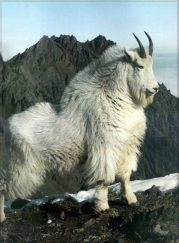 PR-JB233 Mountain goat.jpg
