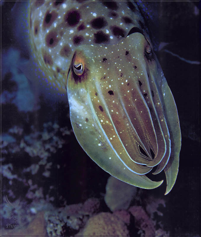 PR-JB235 Cuttlefish.jpg