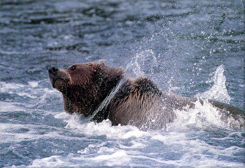 PR-JB238 Alaskan brown bear.jpg