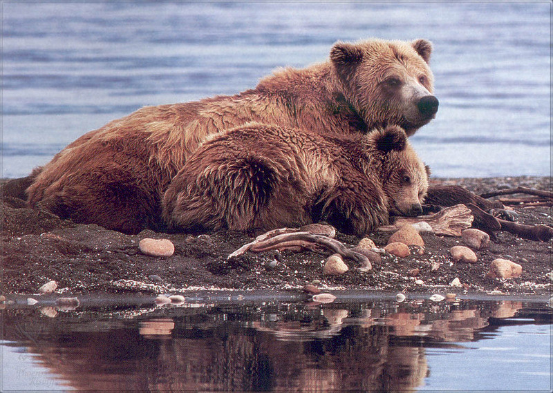 PR-JB242 Alaskan brown bear.jpg