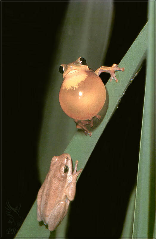 PR-JB243 African brown treefrogs.jpg