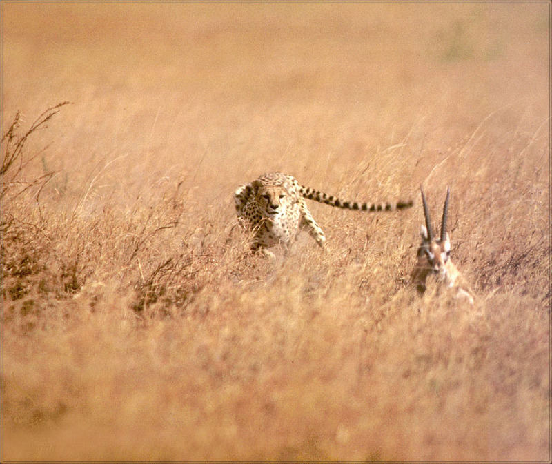 PR-JB246 Cheetah&Thomson gazelle.jpg
