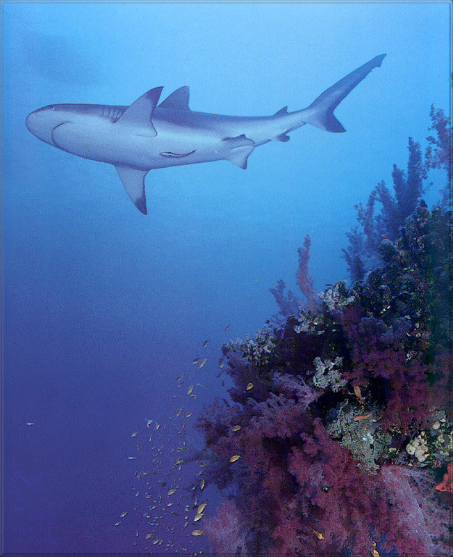 PR-JB251 Grey reef shark.jpg