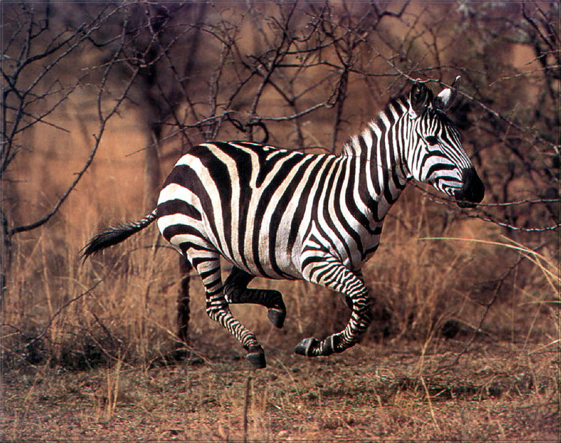 PR-JB252 Zebra.jpg