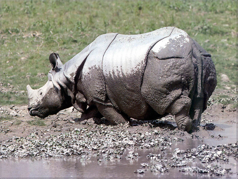 PR-JB262 Indian rhinoceros.jpg