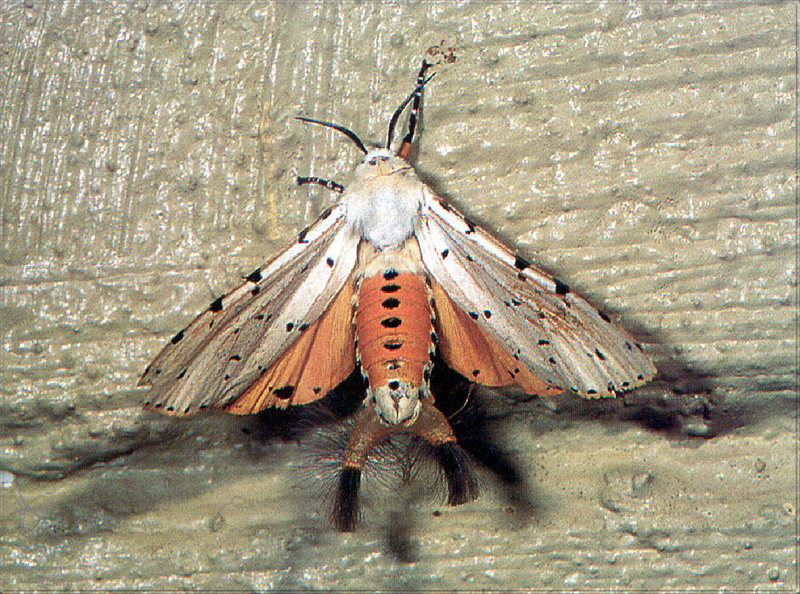 PR-JB263 Acraea moth.jpg