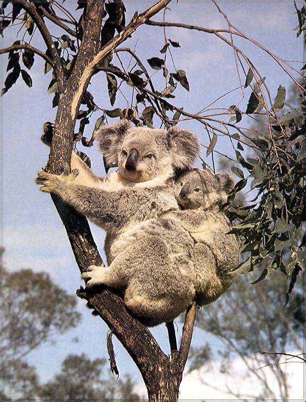 PR-JB266 Koalas.jpg