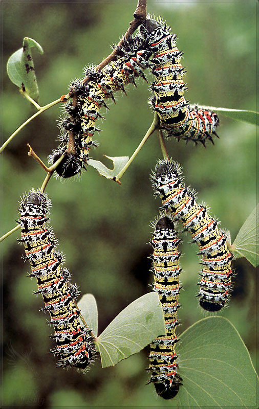 PR-JB268 Mopane worms.jpg