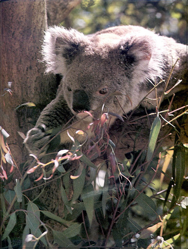 PR-JB274 Koala.jpg