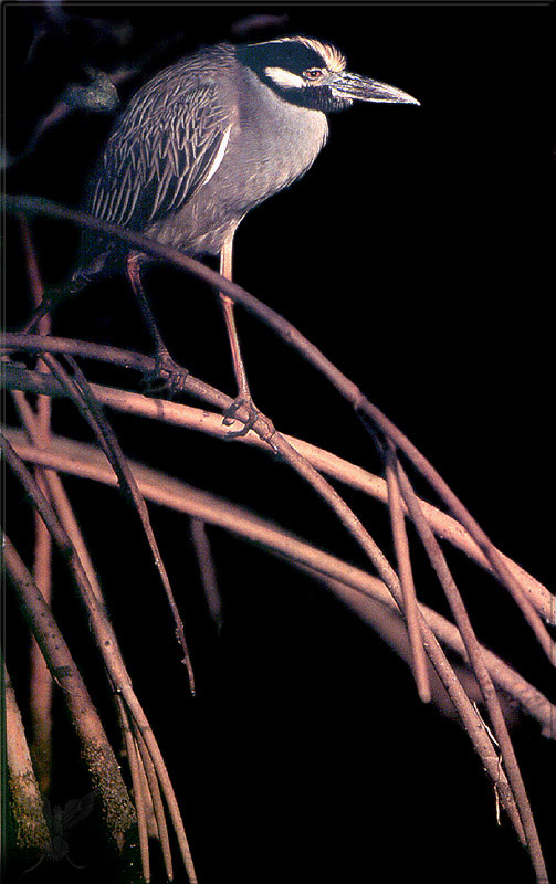 PR-JB278 Yellow-crowned night heron.jpg