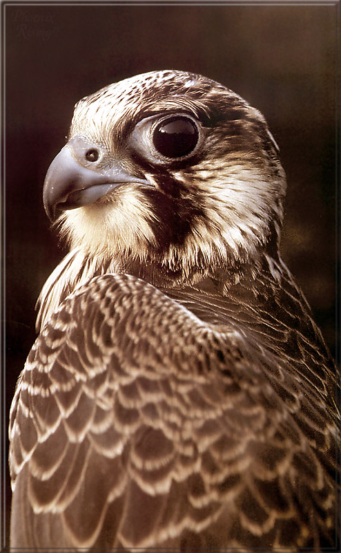 PR-JB288 Peregrine eagle.jpg