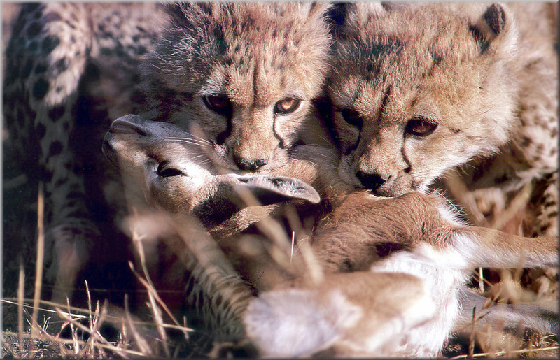 PR-JB327 Cheetah cubs.jpg