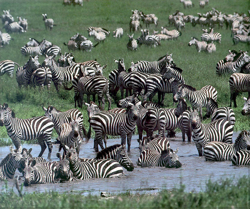 PR-JB329 Zebras.jpg