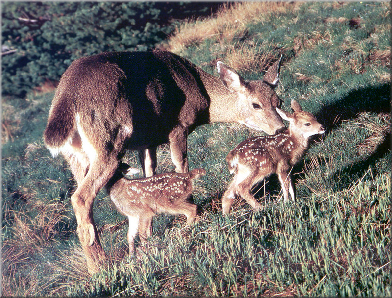 PR-JB331 Black-tailed deer.jpg