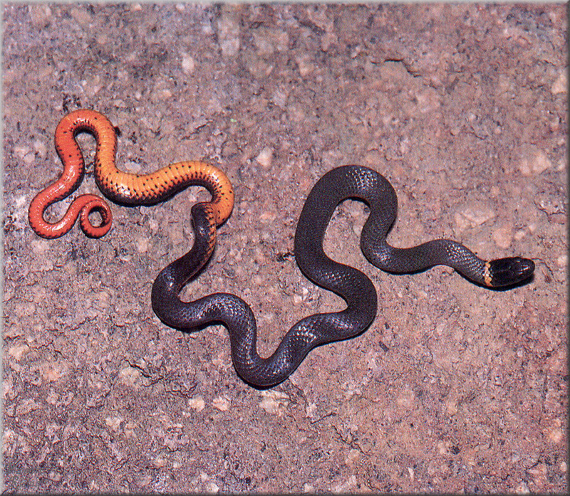 PR-JB333 Ring-necked snake.jpg