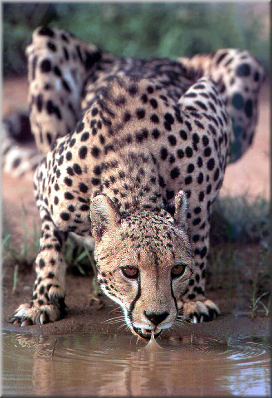 PR-JB338 Cheetah.jpg