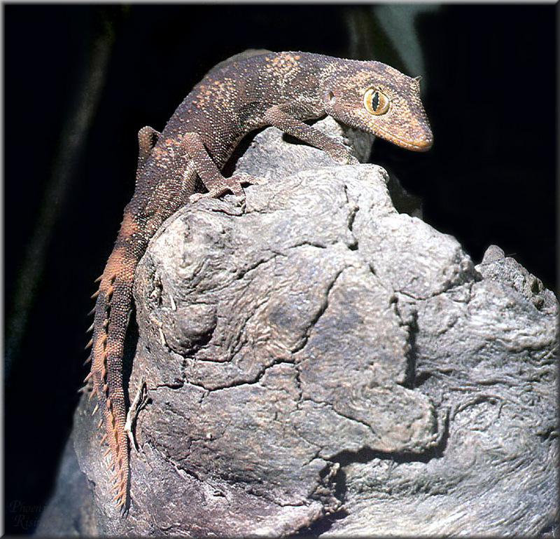 PR-JB341 Spiny-tailed gecko.jpg