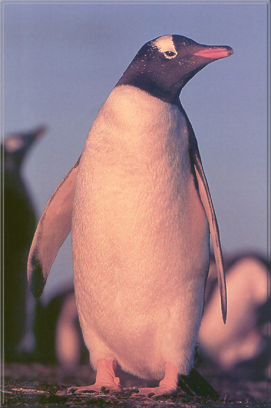 PR-JB353 Gentoo penguin.jpg
