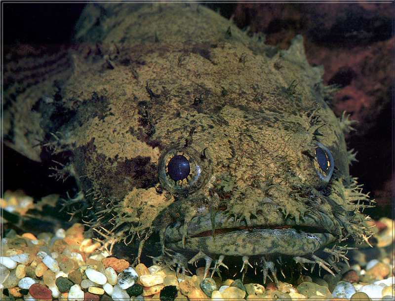 PR-JB358 Toadfish.jpg