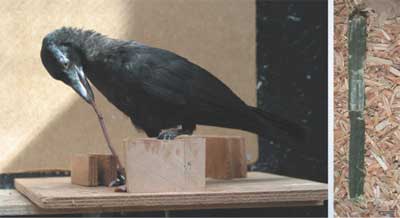 tool-using New Caledonian crow.jpg