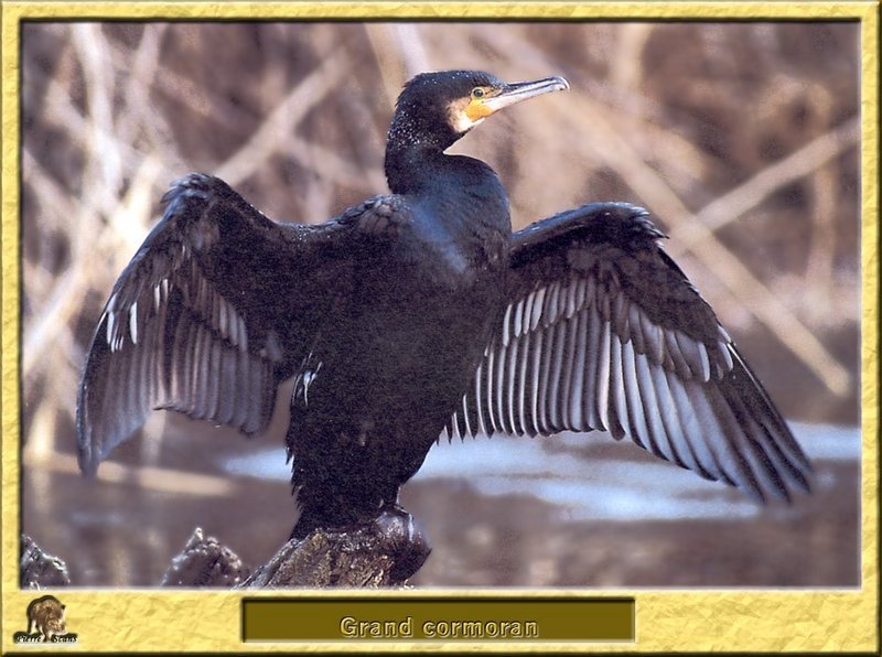 PO boe 089 Grand cormoran.jpg