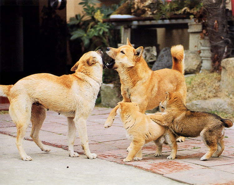 Korean Dog Breed - Jindo.jpg