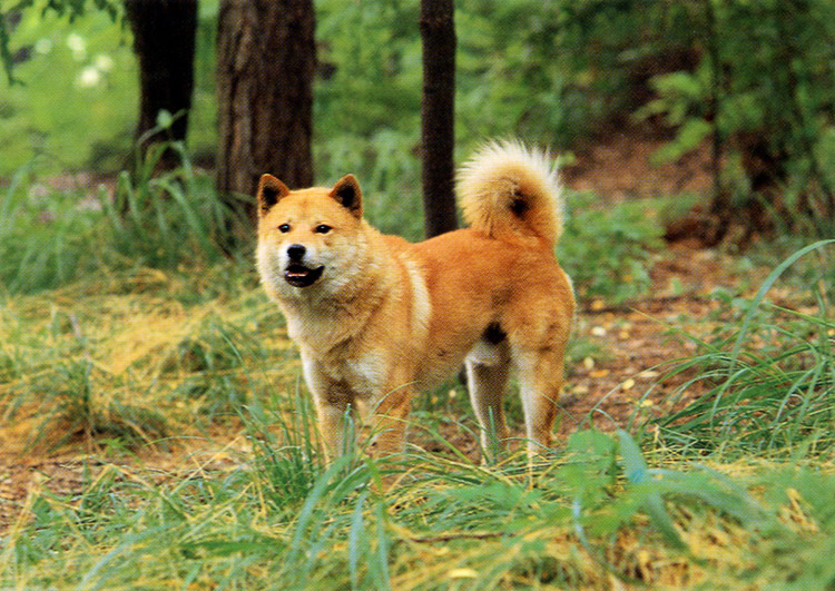 Korean Dog Breed - Jindo (Yellow).jpg