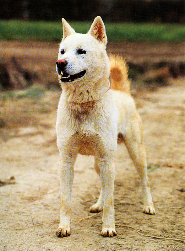 Korean Dog Breed - Jindo (White).jpg