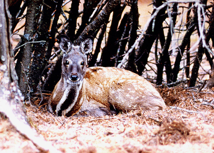 Korean Musk Deer(Moschus moschiferus moschiferus).jpg