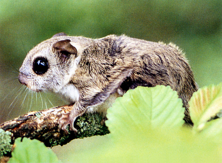 Korean Small Flying Squirrel (Pteromys volans aluco).jpg