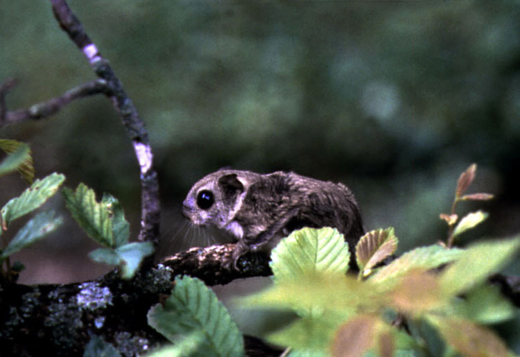 Korean Small Flying Squirrel (Pteromys volans aluco).jpg