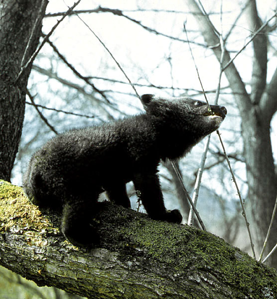 Manchurian Black Bear (Ursus thibetanus ussuricus).jpg