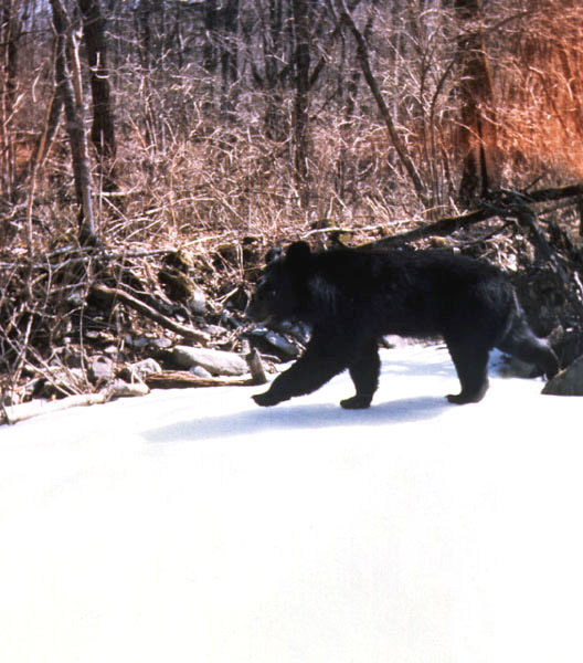 Manchurian Black Bear (Ursus thibetanus ussuricus).jpg