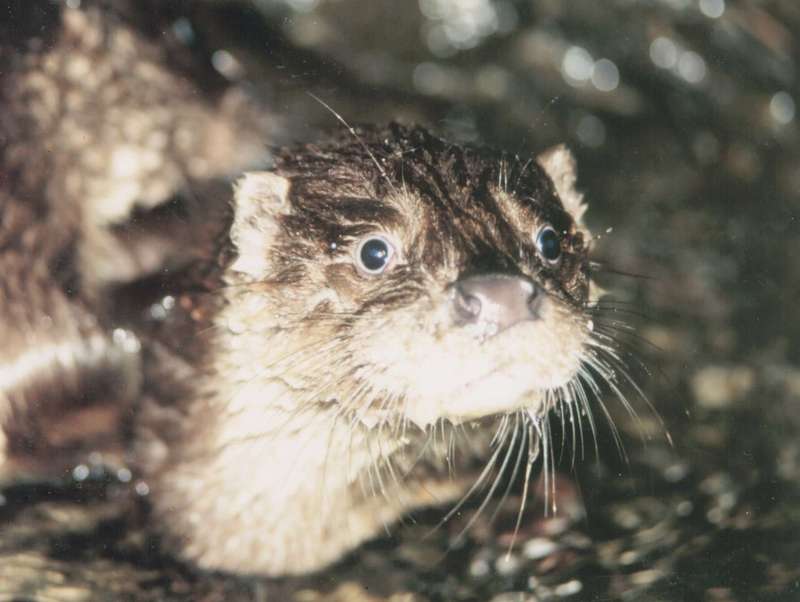 otter02.JPG